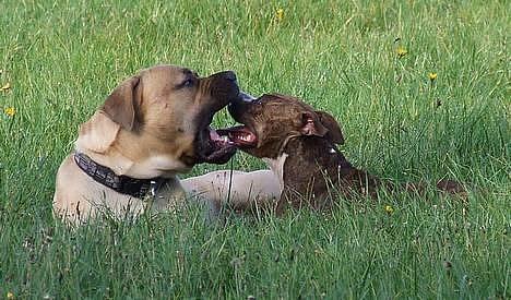Amerikansk staffordshire terrier Highland Dear Coco - Og vi har aldrig set hende siden :P billede 4