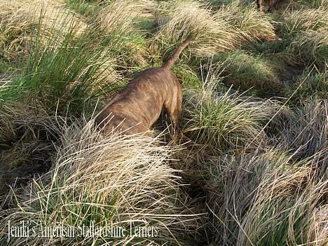 Amerikansk staffordshire terrier Highland Dear Coco - Bliv her mus så jeg kan spise dig... billede 5