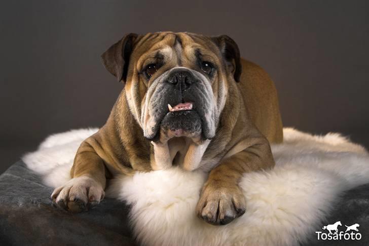 Engelsk bulldog Tabasco - Velkommen til Tabascos hjørne på HG! c",) billede 1