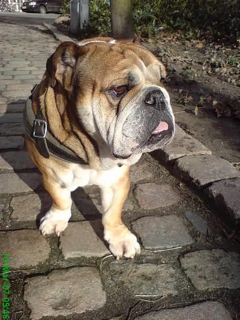 Engelsk bulldog Tabasco billede 2