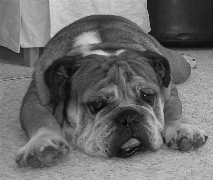 Engelsk bulldog Tabasco billede 3