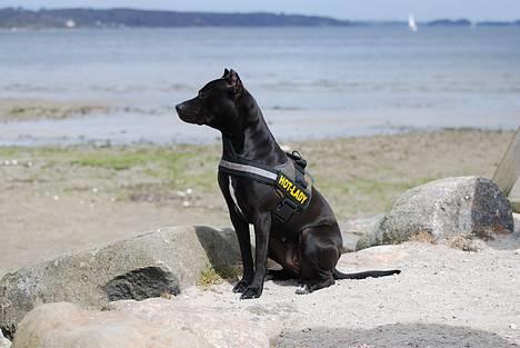 Amerikansk staffordshire terrier nala R.I.P billede 1