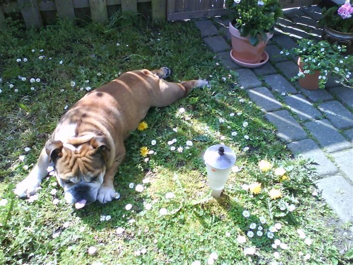 Engelsk bulldog Tabasco - Se hvordan jeg kan ligge c",) billede 5