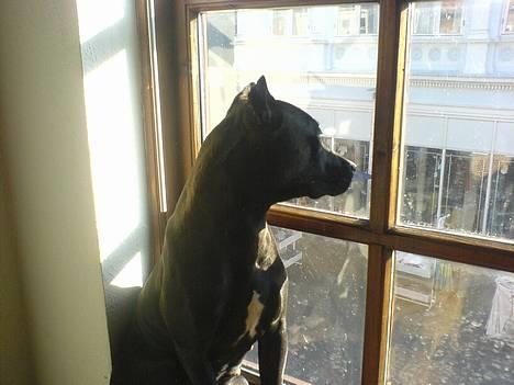 Amerikansk staffordshire terrier nala R.I.P billede 2