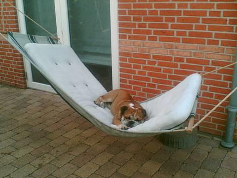 Engelsk bulldog Tabasco - "Hængekøjen rokker fra side til side" billede 6