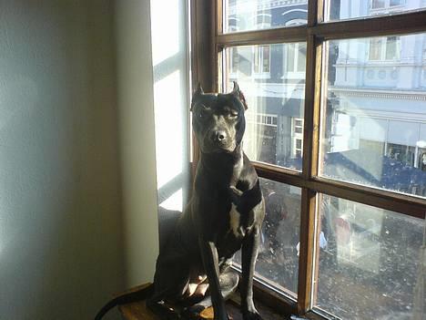 Amerikansk staffordshire terrier nala R.I.P billede 3