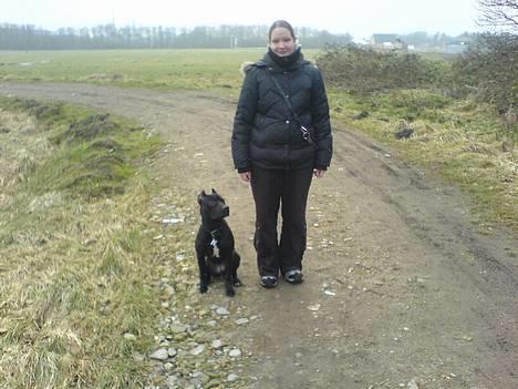 Amerikansk staffordshire terrier nala R.I.P - sidder jeg ikke fint!! billede 4