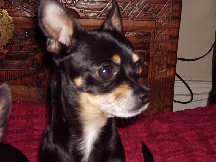 Chihuahua Tyson - elsker min brændeovn billede 19