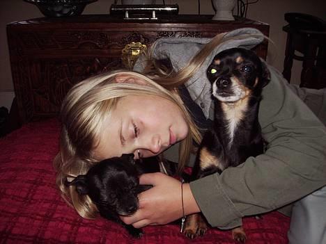 Chihuahua Tyson - hygge billede 20