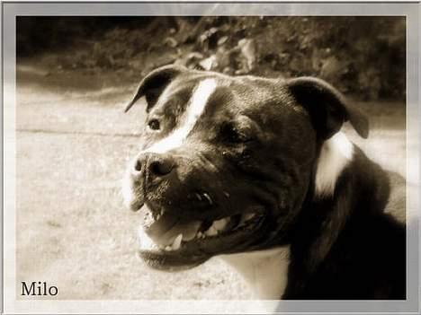 Staffordshire bull terrier roxystaff Milo billede 18