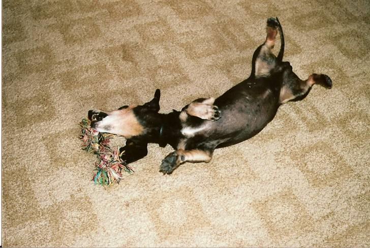 Gravhund Bølle  R.I.P. - 14 år, er jeg ikke skøn.... billede 3