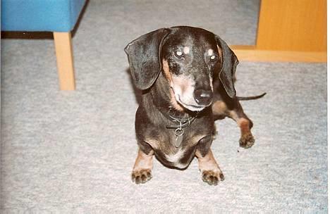 Gravhund Bølle  R.I.P. - vil du lege med mig?  billede 4