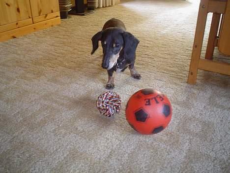 Gravhund Bølle  R.I.P. - det er mine! billede 6