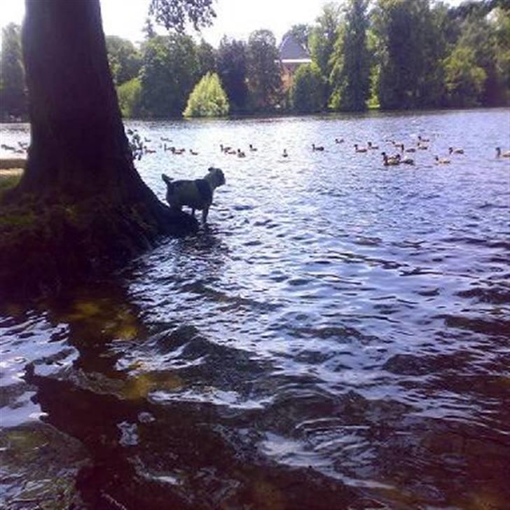 Staffordshire bull terrier TAICO PIRÉZ billede 15