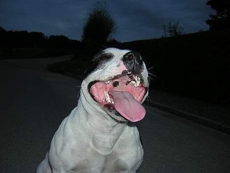 Staffordshire bull terrier TAICO PIRÉZ billede 16