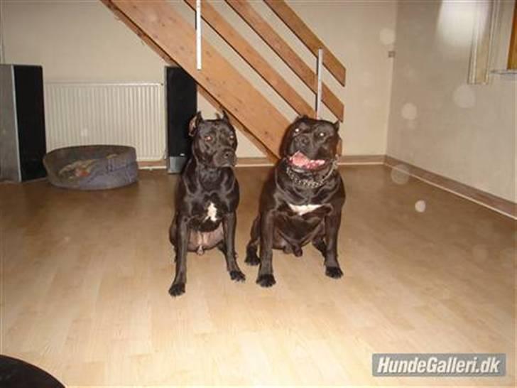 Amerikansk staffordshire terrier nala R.I.P billede 6