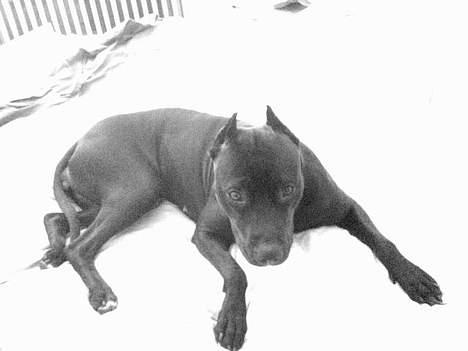 Amerikansk staffordshire terrier nala R.I.P billede 7