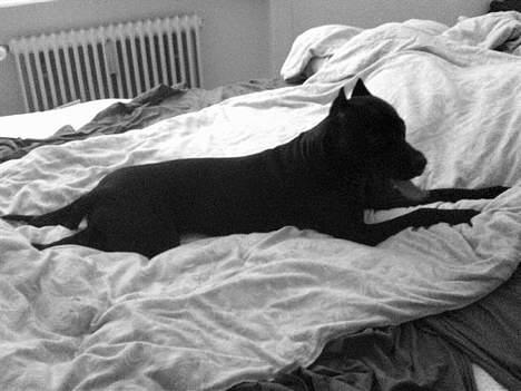 Amerikansk staffordshire terrier nala R.I.P - jeg vil sove nu billede 10