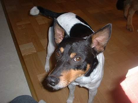 Dansk svensk gaardhund arki billede 9