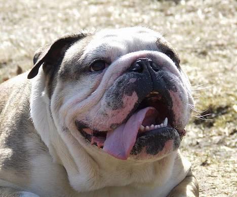 Engelsk bulldog Cæsar  - 14/4-06 billede 18