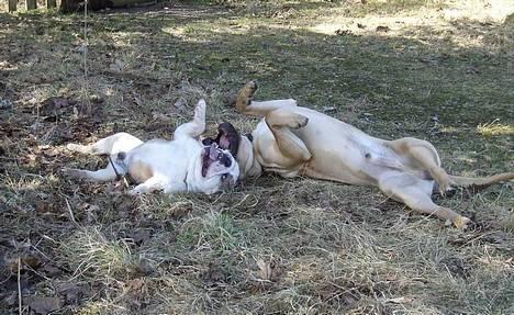 Engelsk bulldog Cæsar  - Mig og min bedste kammi Victor 14/4-06 billede 19