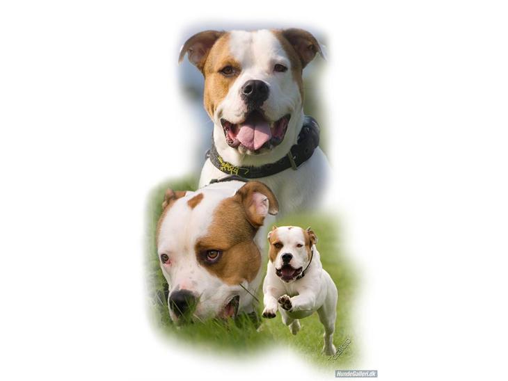 Blanding af racer (Bull/Rott) Morgan R.I.P - Morgan Min Dejlige Dreng billede 1