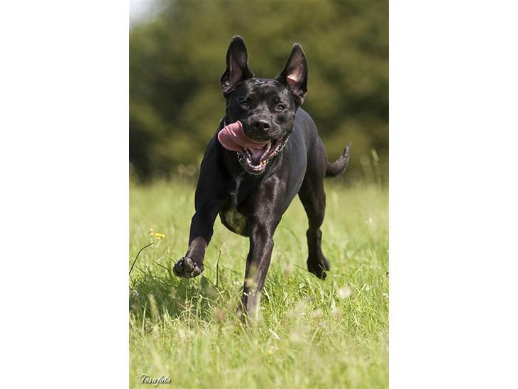 Blanding af racer Zasja *R.I.P.* :'-( - Velkommen til min profil billede 1