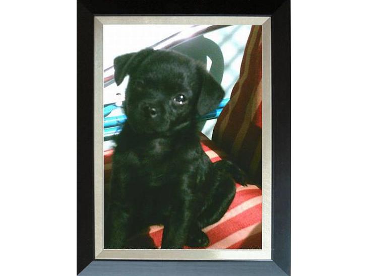 Blanding af racer Cali - Diva :) billede 1