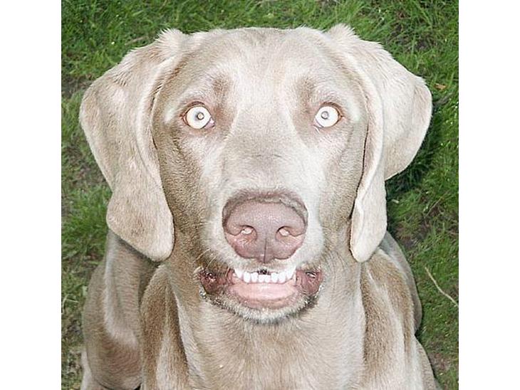 Weimaraner Geniet Geister  - Uh uh.. ! -Jeg er "skarp" i dag !  ;-) billede 1
