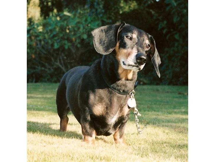 Gravhund Bølle  R.I.P. - 11 år, er jeg ikke flot billede 1