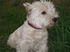 West highland white terrier Minnie