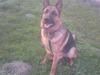 Schæferhund Linsey Alderslyst *r.i.p*