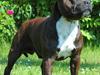 Staffordshire bull terrier kenzo