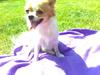 Chihuahua .•:*¨¨*:•.Mille.•:*¨¨*:•