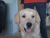 Golden retriever Buster