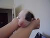 Amerikansk staffordshire terrier sushi