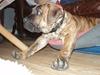 Boerboel Anasha Kalle