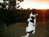Blanding af racer Sambo R.I.P. [ Himmelhund]
