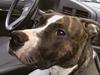 Amerikansk staffordshire terrier chanel