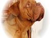 Dogue de bordeaux Násly R.I.P