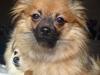 Pomeranian Soffie
