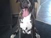 Blanding af racer Medina " Miss diva"