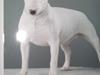 Bullterrier miniature Vine