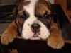 Engelsk bulldog Hannibal