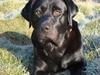 Labrador retriever Tulle