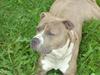Amerikansk staffordshire terrier Tjaco