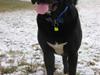 Blanding af racer Jack [Tidl. hund]
