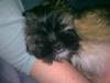 Lhasa apso Tacco *2008-2009* [ Himmelhund]