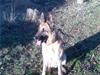 Schæferhund Kuno