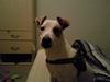 Jack russell terrier Bowie